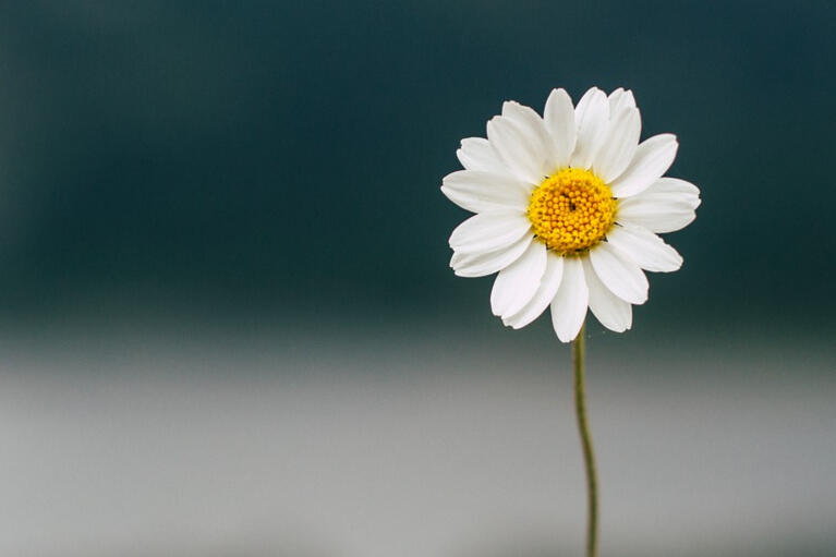 The Power of Vulnerability